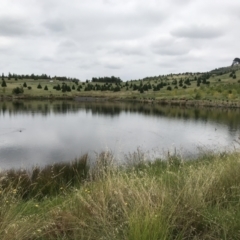 FrogWatch survey at NAD011: Arboretum Main Dam - 26 Jan 2022