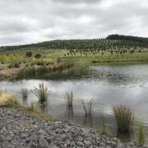 FrogWatch survey at NAD011: Arboretum Main Dam - 26 Jan 2022