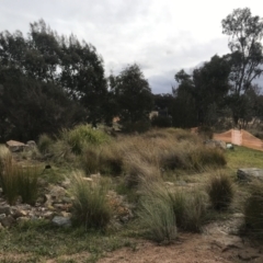 FrogWatch survey at NAS100: STEP Dam Lot 100 - 29 Jun 2022