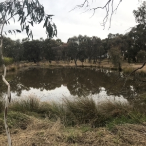 FrogWatch survey at NAD034: Cork Oak Dam Lot 34 - 29 Jun 2022