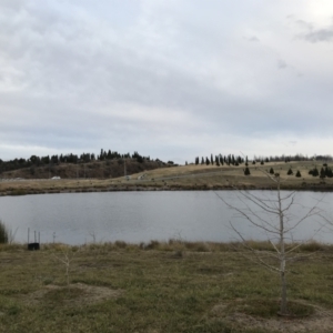 FrogWatch survey at NAD011: Arboretum Main Dam - 29 Jun 2022