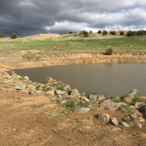 FrogWatch survey at NAD036: Larch Dam Forest 36 - 31 Aug 2022