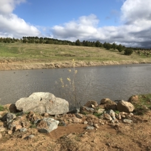 FrogWatch survey at NAD036: Larch Dam Forest 36 - 31 Aug 2022