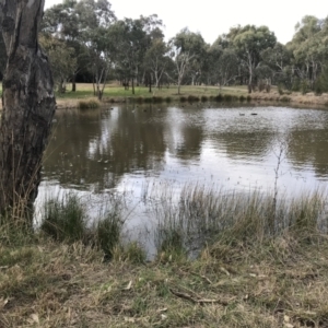 FrogWatch survey at NAS100: STEP Dam Lot 100 - 31 Aug 2022