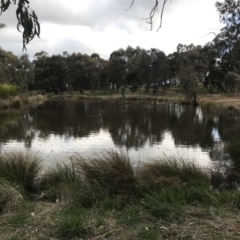 FrogWatch survey at NAD034: Cork Oak Dam Lot 34 - 31 Aug 2022