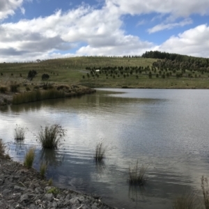FrogWatch survey at NAD011: Arboretum Main Dam - 31 Aug 2022