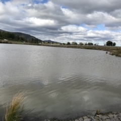 FrogWatch survey at NAD011: Arboretum Main Dam - 31 Aug 2022