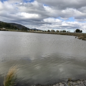 FrogWatch survey at NAD011: Arboretum Main Dam - 31 Aug 2022