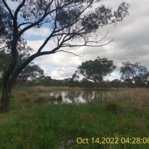 FrogWatch survey at ISA100: Long Gully Rd/Mugga Lane - 25 Oct 2022