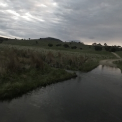 FrogWatch survey at CGH050: Hospital Ck 1, Namadgi - 30 Oct 2022