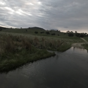 FrogWatch survey at CGH050: Hospital Ck 1, Namadgi - 30 Oct 2022