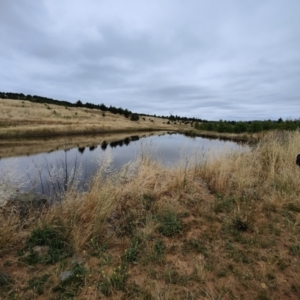 FrogWatch survey at NAD036: Larch Dam Forest 36 - 4 Jan 2023