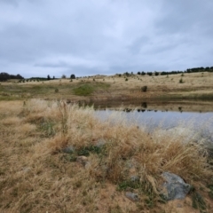 FrogWatch survey at NAD036: Larch Dam Forest 36 - 4 Jan 2023