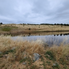 FrogWatch survey at NAD036: Larch Dam Forest 36 - 4 Jan 2023