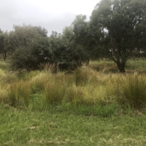 FrogWatch survey at NAS100: STEP Dam Lot 100 - 4 Jan 2023