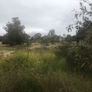 FrogWatch survey at NAS100: STEP Dam Lot 100 - 4 Jan 2023