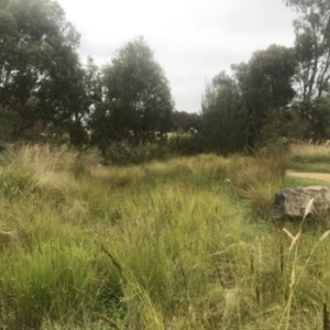 FrogWatch survey at NAS100: STEP Dam Lot 100 - 4 Jan 2023