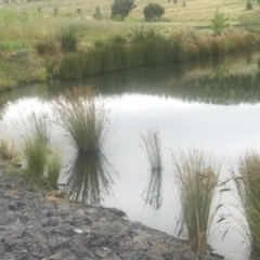 FrogWatch survey at NAD011: Arboretum Main Dam - 4 Jan 2023