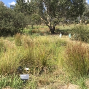 FrogWatch survey at NAS100: STEP Dam Lot 100 - 25 Jan 2023