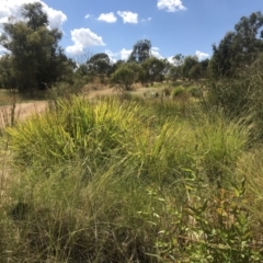 FrogWatch survey at NAS100: STEP Dam Lot 100 - 25 Jan 2023