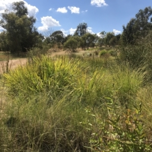 FrogWatch survey at NAS100: STEP Dam Lot 100 - 25 Jan 2023