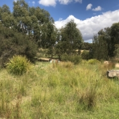 FrogWatch survey at NAS100: STEP Dam Lot 100 - 25 Jan 2023