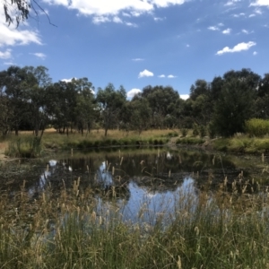 FrogWatch survey at NAD034: Cork Oak Dam Lot 34 - 25 Jan 2023