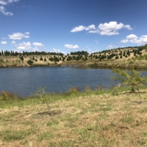 FrogWatch survey at NAD011: Arboretum Main Dam - 25 Jan 2023