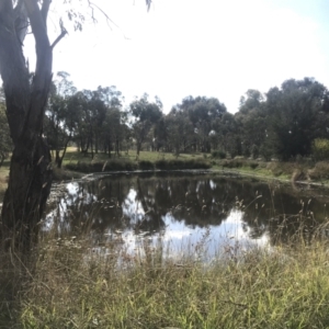 FrogWatch survey at NAD034: Cork Oak Dam Lot 34 - 26 Apr 2023