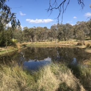 FrogWatch survey at NAD034: Cork Oak Dam Lot 34 - 26 Apr 2023