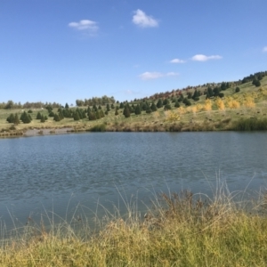 FrogWatch survey at NAD011: Arboretum Main Dam - 26 Apr 2023