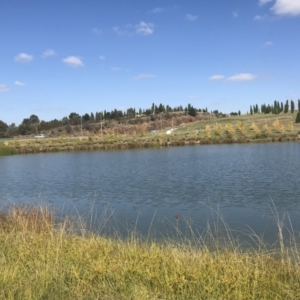 FrogWatch survey at NAD011: Arboretum Main Dam - 26 Apr 2023