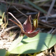 Fire and Orchids ACT Citizen Science Project at Point 4910 - 12 Oct 2014