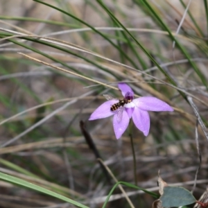 Fire and Orchids ACT Citizen Science Project at Point 5810 - 16 Oct 2016