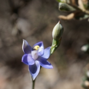 Fire and Orchids ACT Citizen Science Project at Point 5204 - 12 Oct 2014