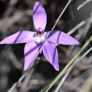 Fire and Orchids ACT Citizen Science Project at Point 5810 - 16 Oct 2016