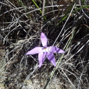 Fire and Orchids ACT Citizen Science Project at Point 5810 - 16 Oct 2016