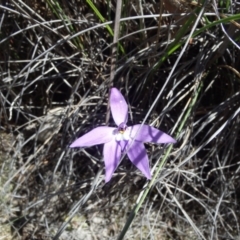 Fire and Orchids ACT Citizen Science Project at Point 5810 - 16 Oct 2016