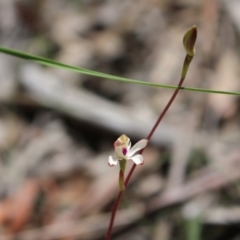 Fire and Orchids ACT Citizen Science Project at Point 5810 - 16 Oct 2016