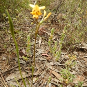 Fire and Orchids ACT Citizen Science Project at Point 5828 - 5 Oct 2015