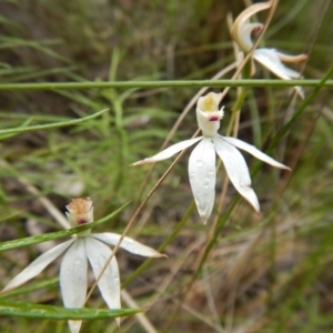 Fire and Orchids ACT Citizen Science Project at Point 5595 - 13 Nov 2016