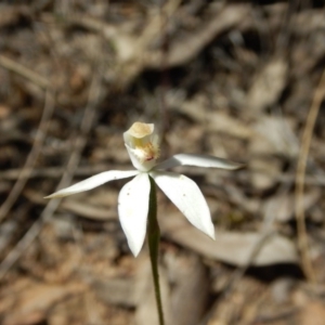 Fire and Orchids ACT Citizen Science Project at Point 29 - 5 Nov 2016