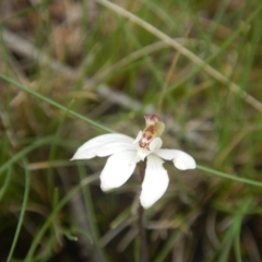 Fire and Orchids ACT Citizen Science Project at Point 610 - 24 Sep 2016