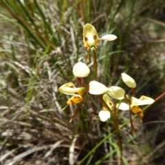 Fire and Orchids ACT Citizen Science Project at Point 4910 - 13 Nov 2016