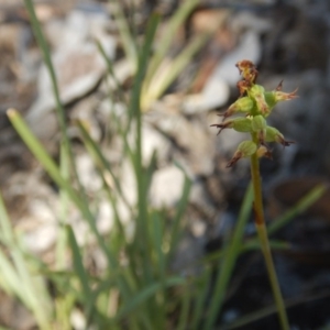 Fire and Orchids ACT Citizen Science Project at Point 455 - 19 Mar 2016