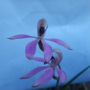 Fire and Orchids ACT Citizen Science Project at Point 60 - 27 Oct 2015