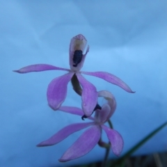 Fire and Orchids ACT Citizen Science Project at Point 60 - 27 Oct 2015