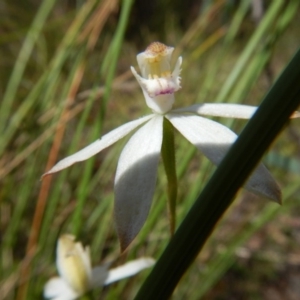 Fire and Orchids ACT Citizen Science Project at Point 4762 - 13 Nov 2016