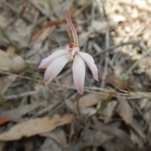 Fire and Orchids ACT Citizen Science Project at Point 5829 - 5 Oct 2015