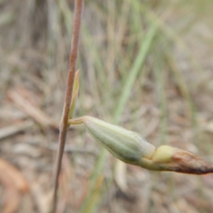 Fire and Orchids ACT Citizen Science Project at Point 5810 - 14 Nov 2016